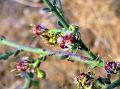 Leafless Silkflower Shrub